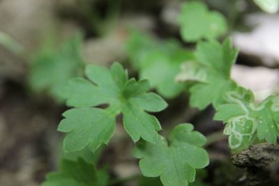 Ranunculus monspeliacus, photographed by Olivier Argagnon