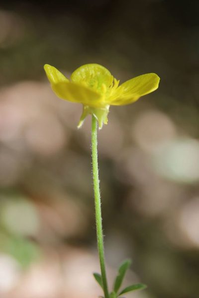 Ranunculus monspeliacus, photographed by Olivier Argagnon