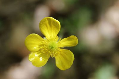 Ranunculus monspeliacus, photographed by Olivier Argagnon