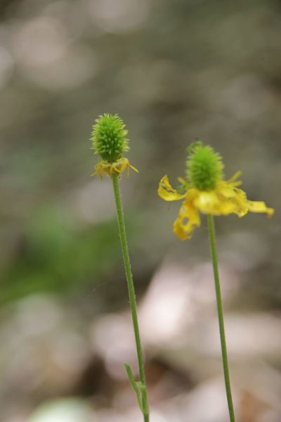 Ranunculus monspeliacus, photographed by Olivier Argagnon