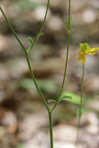 Ranunculus monspeliacus, photographed by Olivier Argagnon