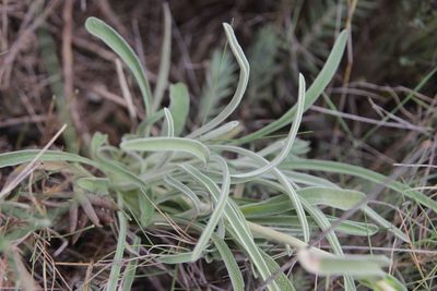 Phlomis lychnitis, photographed by Olivier Argagnon