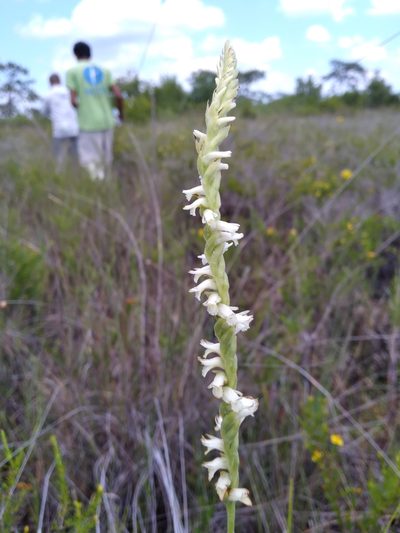 Spiranthes laciniata, photographed by Scott Ward