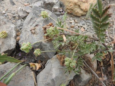 Sanguisorba verrucosa, photographed by Abdenour Kheloufi
