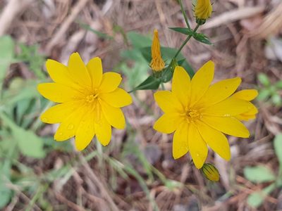 Blackstonia grandiflora, photographed by Mehdi Chetibi