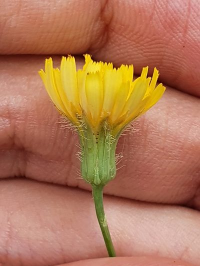 Hypochaeris laevigata, photographed by Mehdi Chetibi