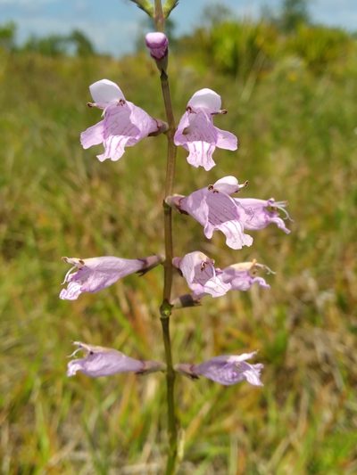 Physostegia purpurea, photographed by Scott Ward