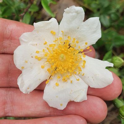 Rosa sempervirens, photographed by Mehdi Chetibi