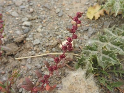 Blitum virgatum, photographed by Abdenour Kheloufi