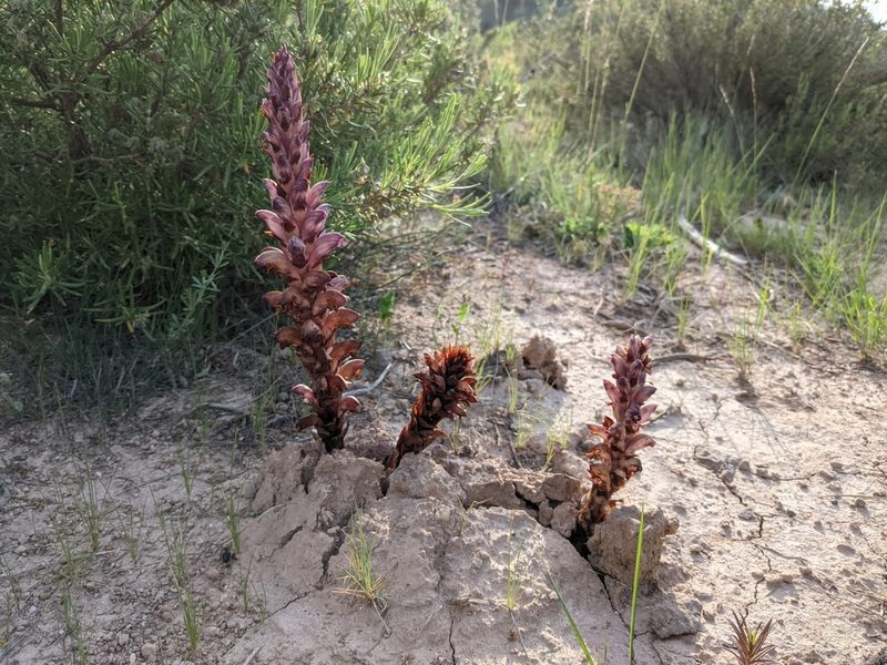 Orobanche latisquama, photographed by Mattia Menchetti
