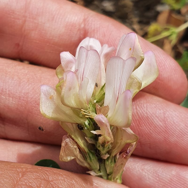 Sulla pallida, photographed by Mehdi Chetibi