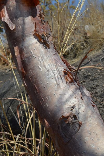 Bursera multijuga, photographed by Dante S. Figueroa