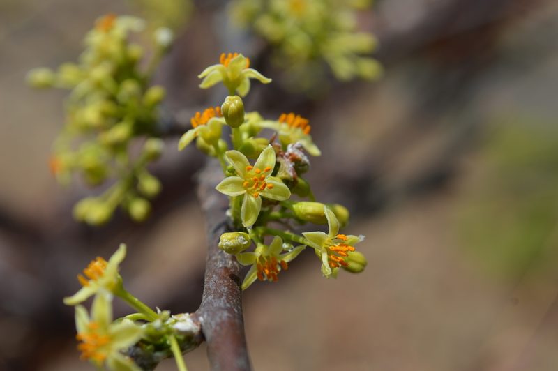 Bursera multijuga, photographed by Dante S. Figueroa