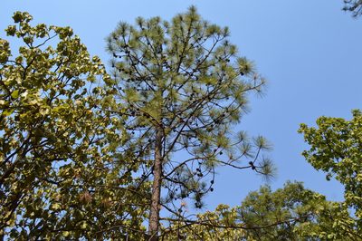 Pinus oocarpa, photographed by Dante S. Figueroa