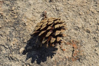 Pinus oocarpa, photographed by Dante S. Figueroa