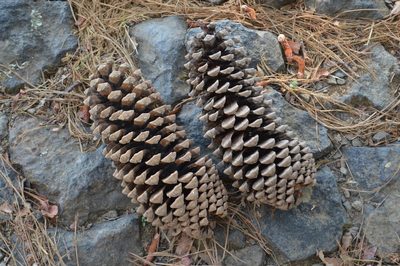 Pinus devoniana, photographed by Dante S. Figueroa