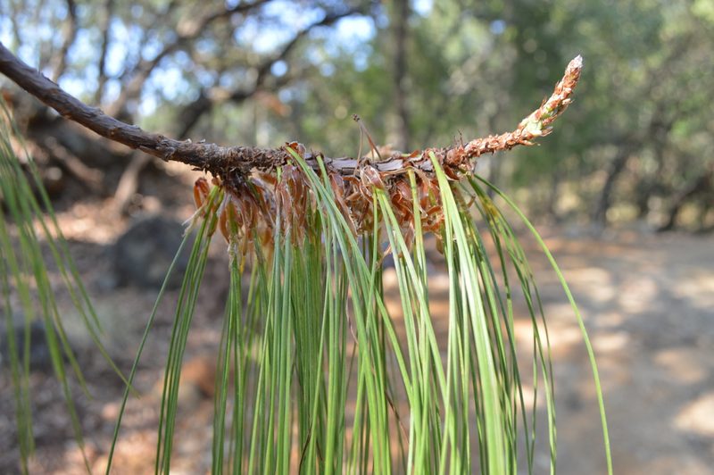 Pinus lumholtzii, photographed by Dante S. Figueroa