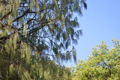 Pinus lumholtzii, photographed by Dante S. Figueroa