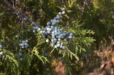 Juniperus poblana, photographed by Dante S. Figueroa