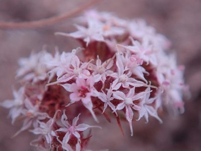 Chorizanthe pungens, photographed by Henrik Kibak