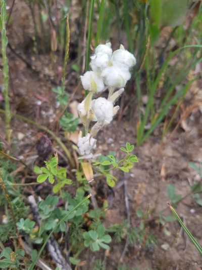 Bombycilaena discolor, photographed by Karim Haddad