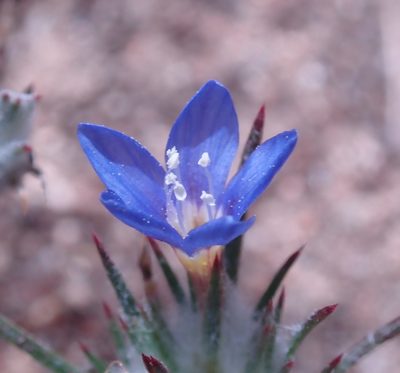 Eriastrum virgatum, photographed by Henrik Kibak