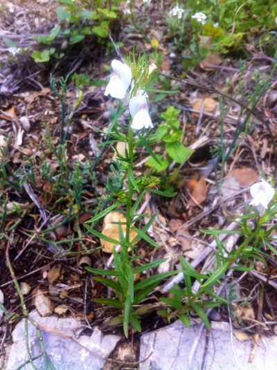 Misopates calycinum, photographed by Dyhia YOUSFI