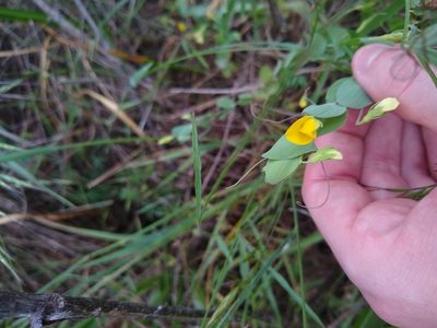 Lathyrus aphaca, photographed by Sean Haight