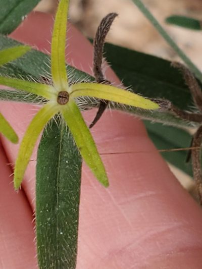 Lithospermum mirabile, photographed by Jo Roberts