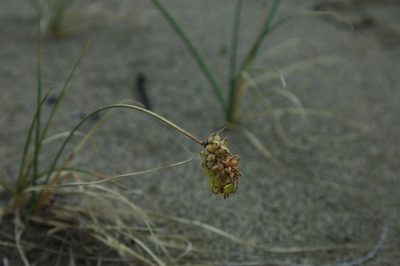 Carex sabulosa, photographed by Syd Cannings