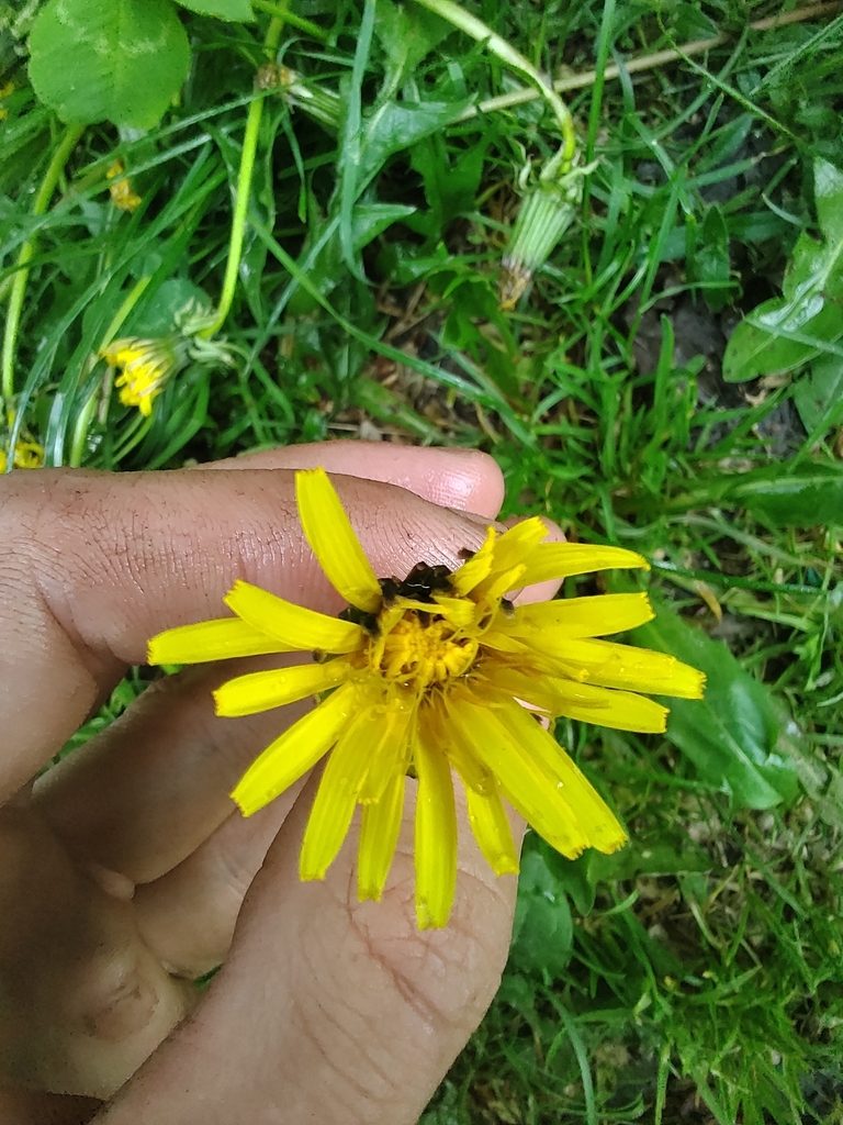 Taraxacum hollandicum, photographed by Marc-Aurèle Vallée