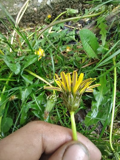 Taraxacum hollandicum, photographed by Marc-Aurèle Vallée
