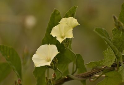 Convolvulus hermanniae, photographed by Andrea Gantzer
