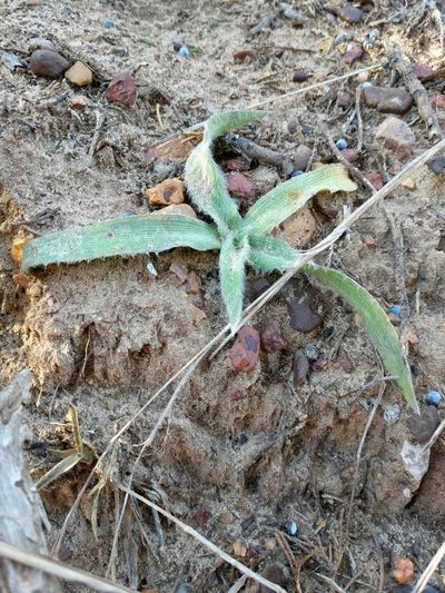 Tradescantia subacaulis, photographed by Alison Northup