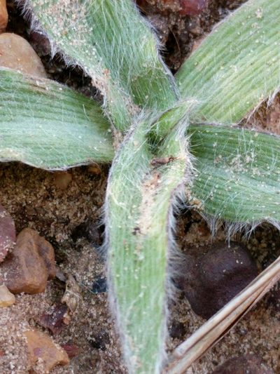 Tradescantia subacaulis, photographed by Alison Northup