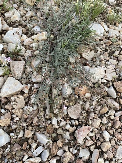 Astragalus atratus, photographed by Matt Berger