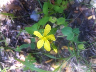 Hypericum perfoliatum, photographed by Dyhia YOUSFI