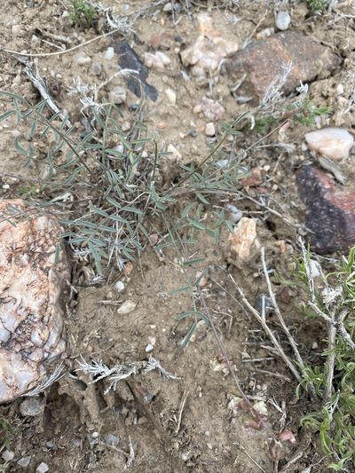 Astragalus atratus, photographed by Matt Berger