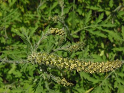 Ambrosia peruviana, photographed by Neptalí Ramírez Marcial