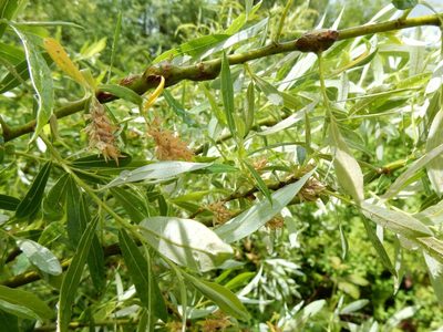 Salix geyeriana, photographed by Ed Alverson