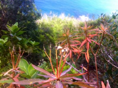 Euphorbia dendroides, photographed by Dyhia YOUSFI