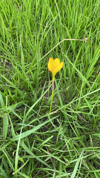 Zephyranthes citrina, photographed by Tres Fisher
