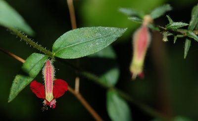 Cuphea hookeriana, photographed by Neptalí Ramírez Marcial