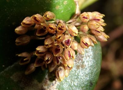 Pleurothallis canaligera, photographed by desertnaturalist
