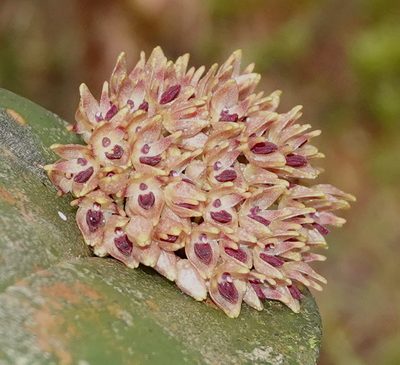 Pleurothallis canaligera, photographed by desertnaturalist