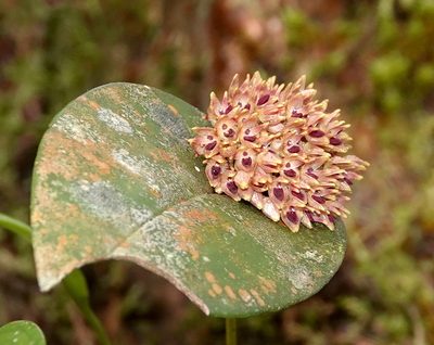 Pleurothallis canaligera, photographed by desertnaturalist