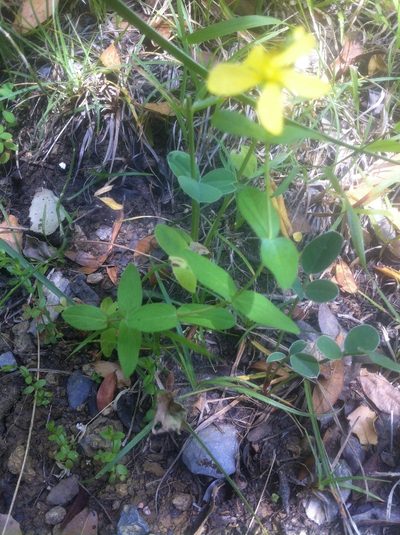 Hypericum perfoliatum, photographed by Dyhia YOUSFI