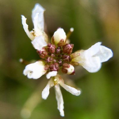 Cardamine scutata, photographed by Norio Nomura