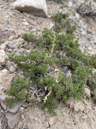 Artemisia pygmaea, photographed by Matt Berger
