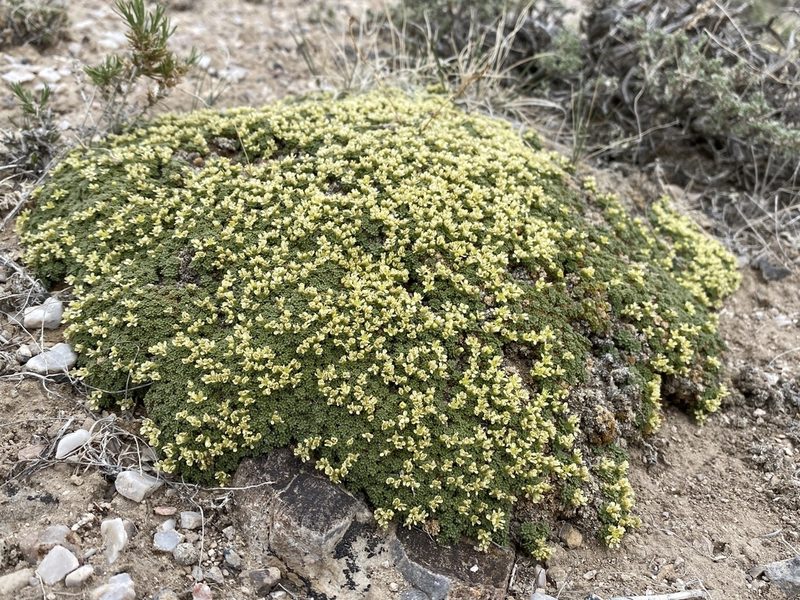 Lepidium nanum, photographed by Matt Berger